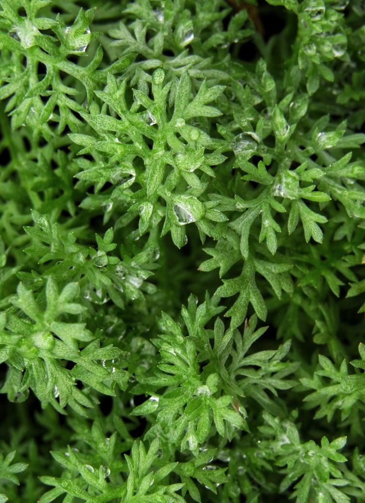 Mugwort Droplets